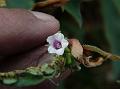 Tiny Morning Glory