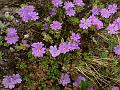 Tiny Primrose