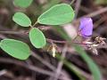 Tiny Sweetvetch