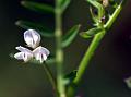 Tiny Vetch