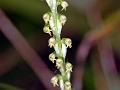 Tiny-Flower Herminium