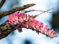 Toothbrush Dendrobium