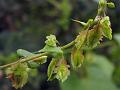 Toothed-Wing Knotweed