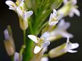 Tower Mustard