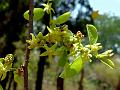 Toxic Gooseberry