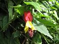 Trailing Abutilon