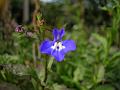 Trailing Lobelia