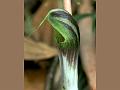 Translucent Cobra Lily