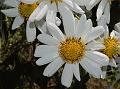 Tree Chrysanthemum