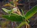 Tropical Beach Grass