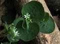 Tropical Chickweed