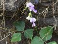 Tropical Kudzu