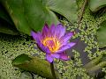 Tropical Water Lily