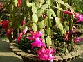 True Christmas Cactus