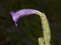 Tube Coneflower