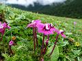 Tube Lousewort