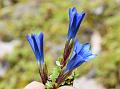 Tubeflower Gentian