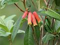 Tubeflower Rhododendron