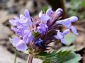 Tuberous Catmint