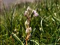 Tumail Gentian