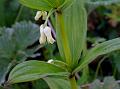 Twin-Flower Solomon Seal