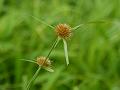 Two-Color Beak-Sedge