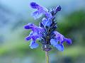 Two-Color Catmint