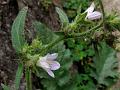 Two-Form Bellflower