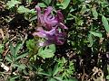 Two-Leaved Corydalis