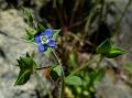 Twolobe Speedwell