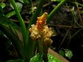 Upright Elephant Ear