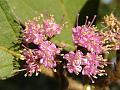 Urn-Fruit Beauty Berry