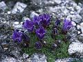 Urn-shaped Gentian