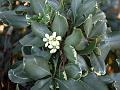 Variegated Pittosporum