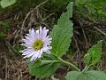 Veined-Leaf Inula