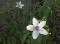 Velvety Barleria