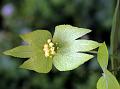 Velvety Spurge-Creeper