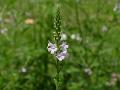 Vervain