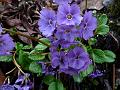 Violet East-Himalayan Primrose