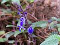 Violet Skullcap