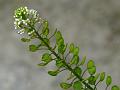 Virginia Pepperweed