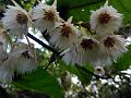 Warty Marble Tree