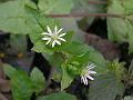 Water Chickweed