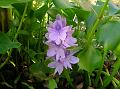 Water Hyacinth