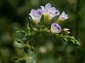 Water Marshweed