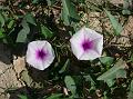 Water Morning Glory