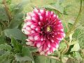 Waterlily Dahlia