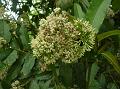 Wavy-Leaf Ixora