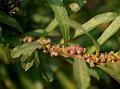 Wedge-Leaved Water Croton