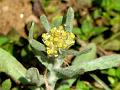 Weedy Cudweed